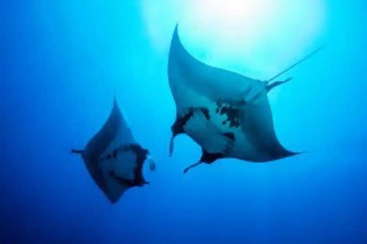 White Sandy Beach-Best Manta Snorkeling Tethi Exterior foto